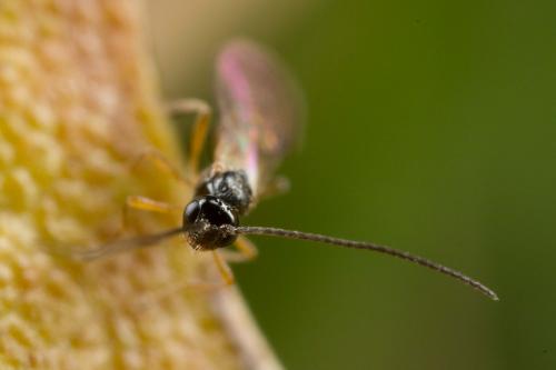 Réf. 243 800 : Opiinae inconnu